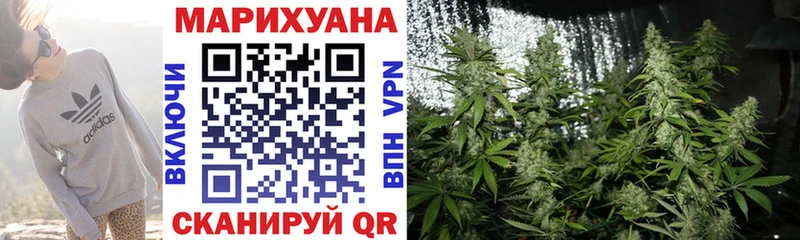 Конопля сатива  Купить где  Кизилюрт 